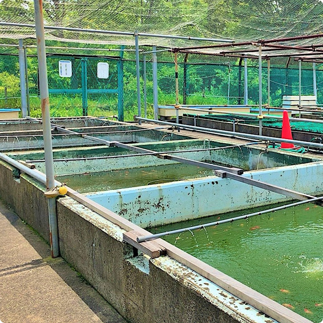 ナノマイズシステムの活用シーン | 養殖場