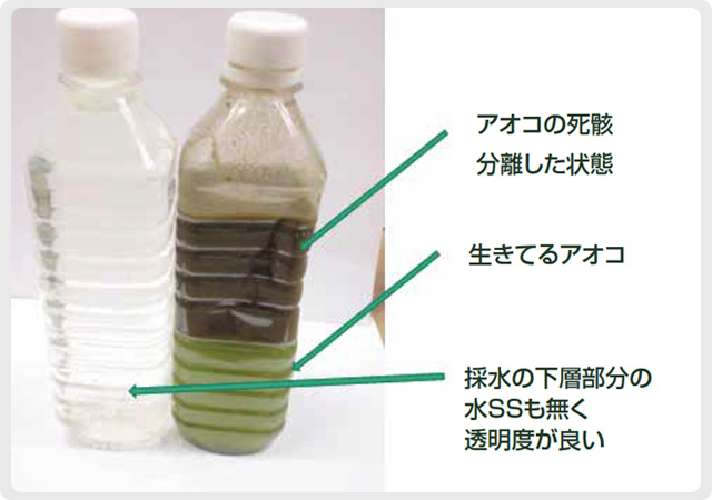 アオコ嚢の分解促進状況写真 | 分解促進前